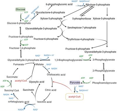 Application of cofactors in the regulation of microbial metabolism: A state of the art review